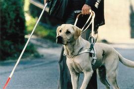吃瓜娱乐赵小瞒导盲犬